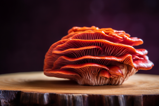 Lion's Mane Versus Reishi: Which One is the best ?