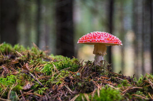 Does lions mane and other mushrooms actually work?